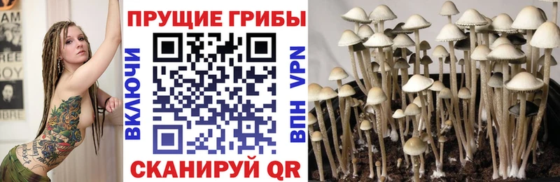 Галлюциногенные грибы Psilocybine cubensis  как найти наркотики  это наркотические препараты  Бежецк 